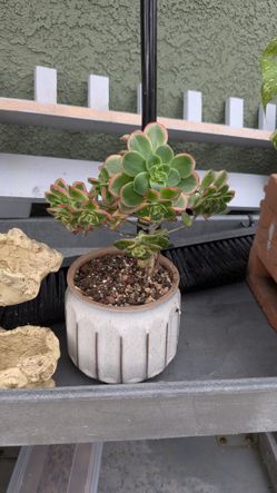 Aeonium haworthii Succulent 