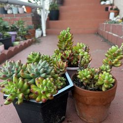 Jelly Beans Succulents Sedum rubrotinctum