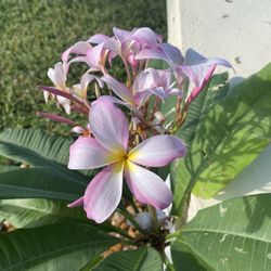 Plumeria Plants And Plumeria Trees