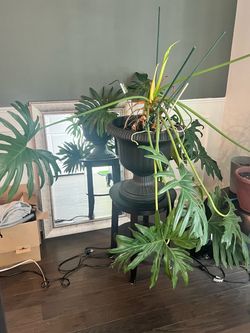 Healthy 4’ Philodendron House Plant