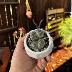 Lithops / Live Rock Plant 