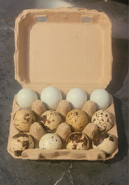 Quail Eggs / Huevos De Godorniz