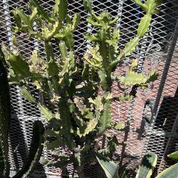 Cactus Mottled Spurge