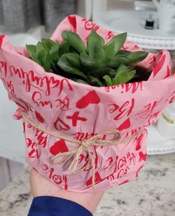 Succulent