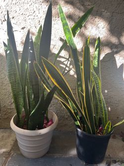 Snake Plants