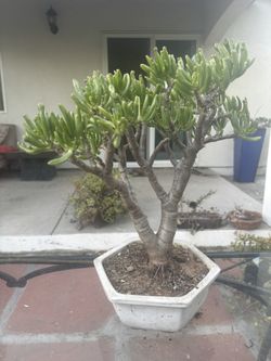 Bonsai Succulent 