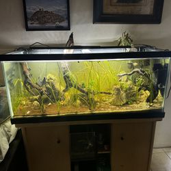 Full 75 Gallon Fish Tank Aquarium Set Up 