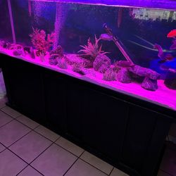 Fish Tank 