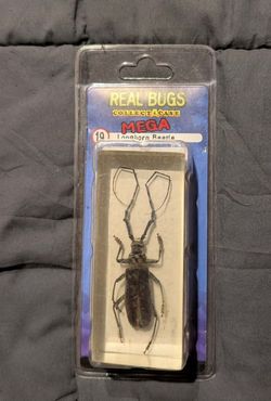 ●○De Agostini Real Bugs Collect-A-Case Mega Longhorn Beetle