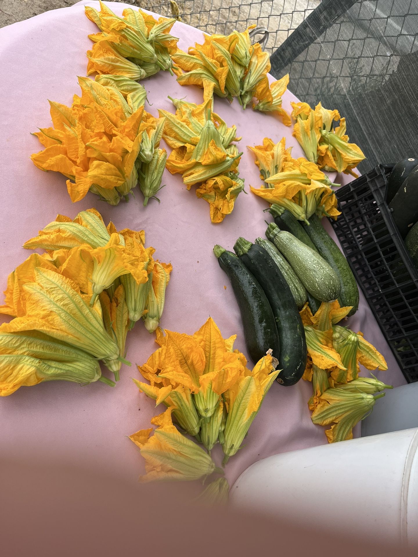 Flor De Calabaza 10 Flores Por $1