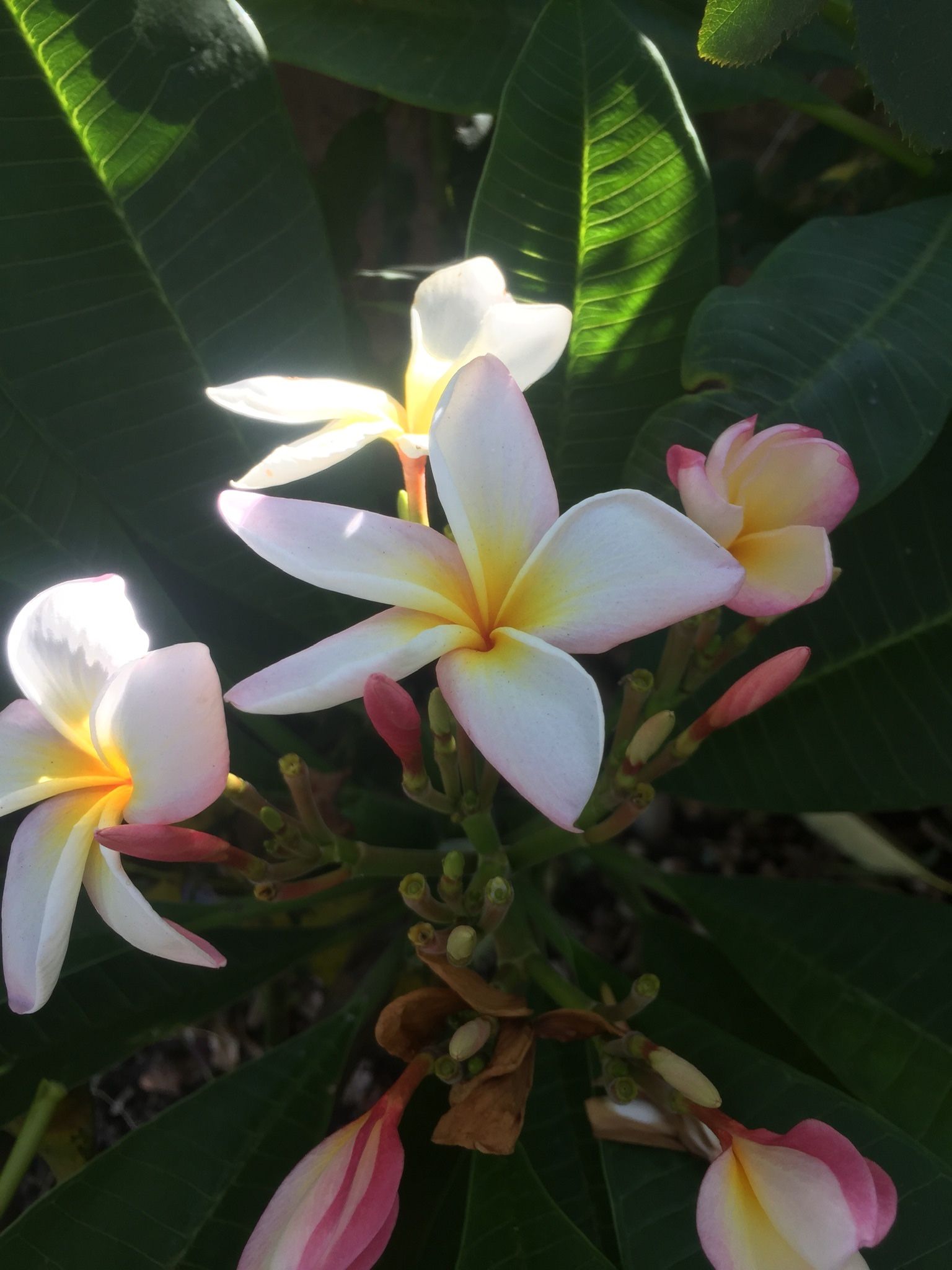Plumeria Trees for Sale in San Marcos, CA OfferUp