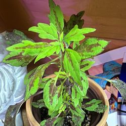 Coleus Plant