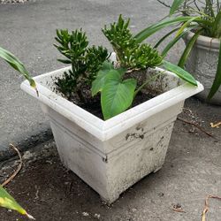 Plants 