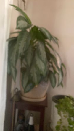 Calatea indoor plant