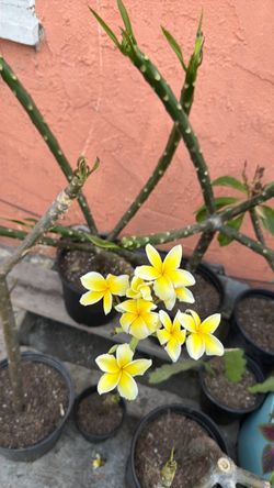 Yellow and white  plumeria plant