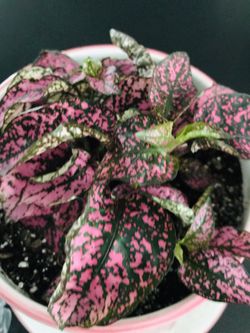 🌺🌺 PERENIAL PLANT IN A CERAMIC PLANTER 🌺🌺