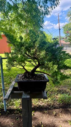 Juniper tree bonsai