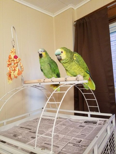 Blue Front 🦜 Parrot