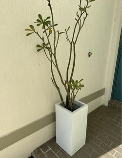 Planters