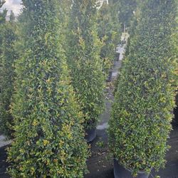 topiary  trees  cone spiral  balls  Exelent  decoration  60 and up