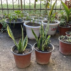 Snake Live Plant $10