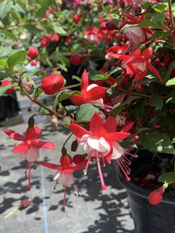 Hundreds of flowers for sale