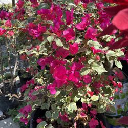 Bougainvillea 