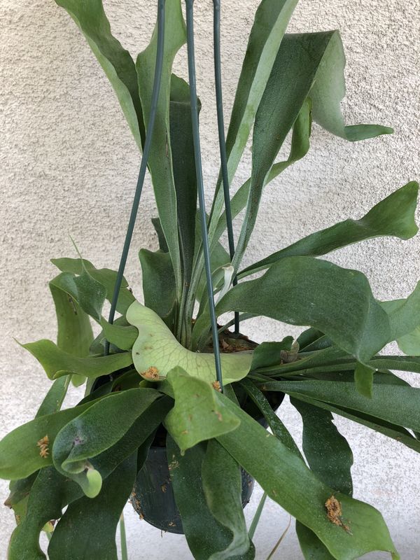 Staghorn Fern for Sale in Palm Springs, CA - OfferUp