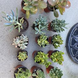 Succulents