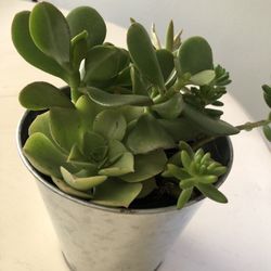 Succulents Arrangement