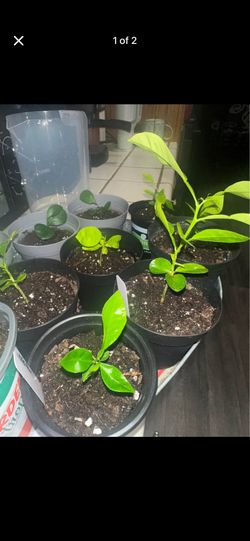 Grapefruit & Lemon pups 🍋