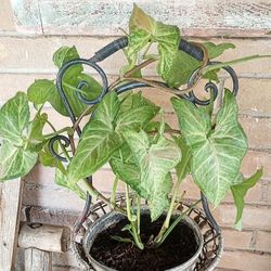 🎊Syngonium Confetti With Plant Stand🎊