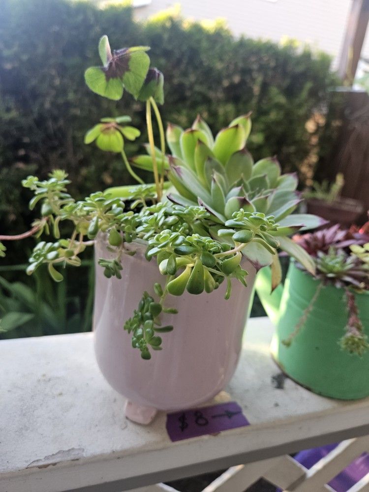 Plant Succulent, Good Outside Or Inside