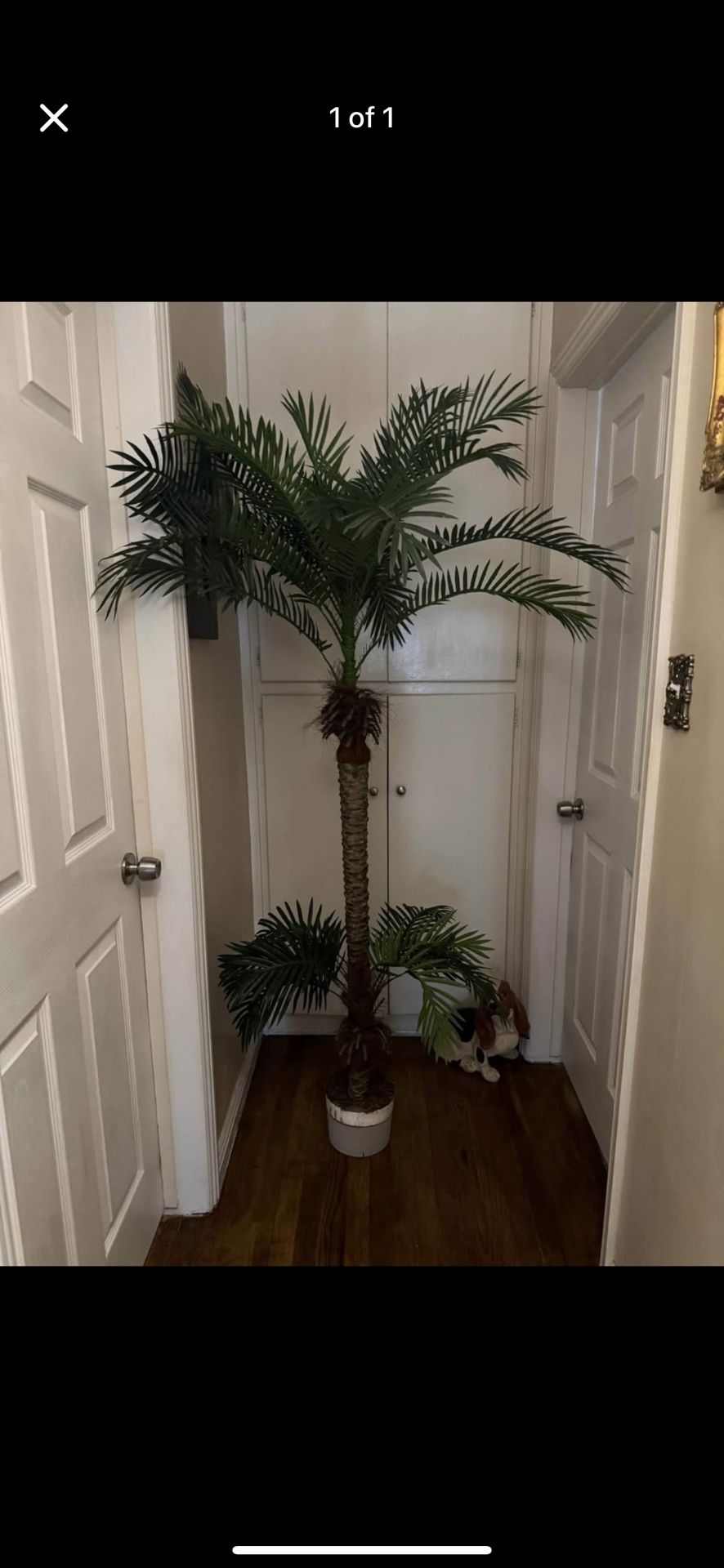 Palm