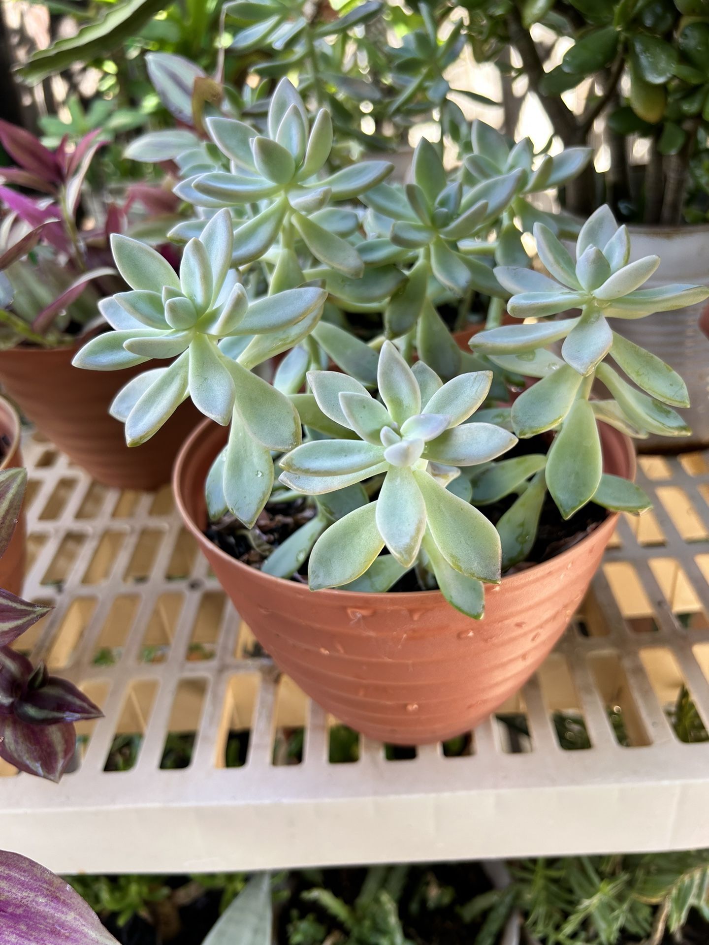Succulent Plant