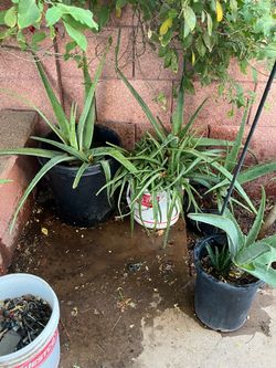 Part three of the great amazing selection of plants for available