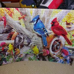 "Backyard Birds", Audubon 