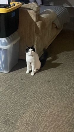 Free stuff animal