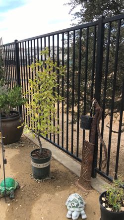 English Laurel plant