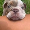 Debo
