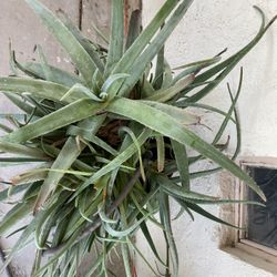 Live Aloe Vera Plants 