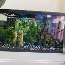 5 Gallon Aquarium & Equipment 