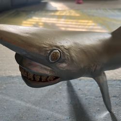 Art- Shark