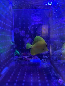 Fish Tank True Yellow Tang Decor