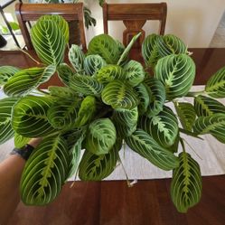 ☀️Maranta Lemon Lime ( Prayer Plant)🌿🪴