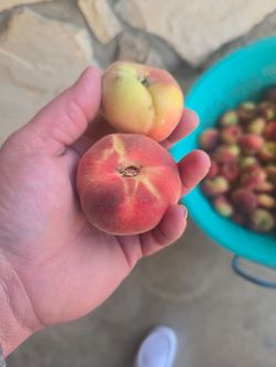 Donut / saturn peaches