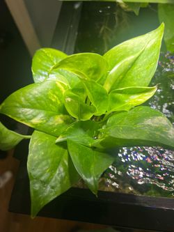 Golden Pothos Cuttings - Live Plant