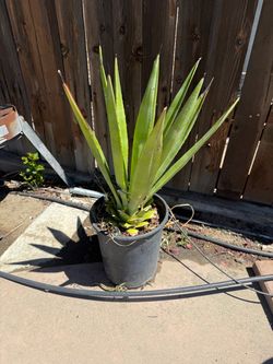 Succulents for Sale in Bakersfield