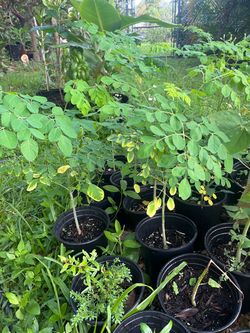 Moringa Tree Seedlings in Black Nursery Pots