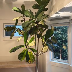 🌿 Fiddle Leaf Fig Tree – Healthy & Full (Pot Included)